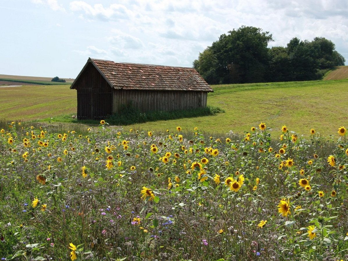 Blumenwiese und Hütte im Hintergrund