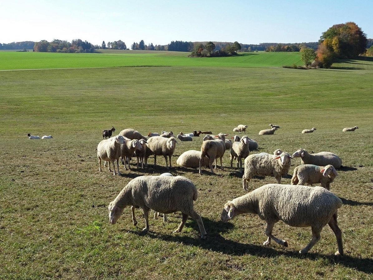 Schafe auf der Weide